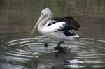 Pelican Resting Stock Photo