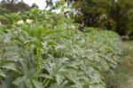 Plantation Of Turkish Shacks In Organic Garden Stock Photo