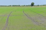 Field Of Rice Seedlings Green With Blue Sky For Background Texture Stock Photo