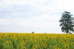 Sunflowers In Thailand Stock Photo