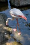 Fuengirola, Andalucia/spain - July 4 : Greater Flamingos (phoeni Stock Photo