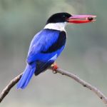 Black-capped Kingfisher Stock Photo