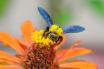 Wasp On Flower Stock Photo