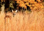 Deer In Fall Grass In Indiana Stock Photo