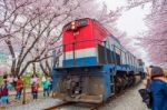 Jinhae,korea - April 4 : Jinhae Gunhangje Festival Is The Largest Cherry Blossom Festival In Korea.tourists Taking Photos Of The Beautiful Scenery Around Jinhae,korea On April 4,2015 Stock Photo