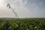 Irrigation Of Corn Field Stock Photo