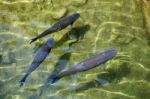 Fish Swimming In Clear Water At The Bioparc In Fuengirola Stock Photo