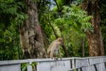 A Monkey Sitting On The Side Of The Road Stock Photo