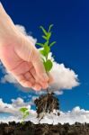 Green Seedling In Hand Stock Photo