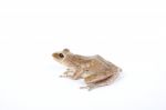 Frog Stock Photo