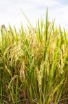 Rice Paddy Field Close Up Stock Photo