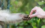 Hand And Paw Stock Photo