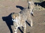 Cheetah In Namibia Stock Photo