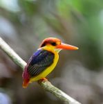 Black-backed Kingfisher Stock Photo