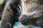 Binturong Stock Photo