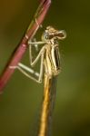 Platycnemis Acutipennis Damselfly Insect Stock Photo