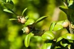 Box Twigs With Fruits Stock Photo