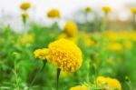 Marigold With Beauty Of Nature Stock Photo