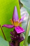 Banana Blossom Stock Photo