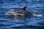 Wild Dolphins Stock Photo