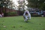 White Bulldog Run On The Grass Stock Photo