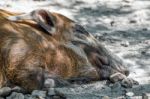 Red River Hog (potamochoerus Porcus) Stock Photo