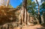 Trees Growing Out Of Ta Prohm Temple, Angkor Wat In Cambodia Stock Photo