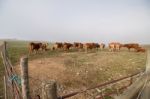 Bunch Of Brown Cows Stock Photo