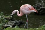 Chilean Flamingo (phoenicopterus Chilensis) Stock Photo