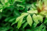 Water Drops On Leaves In Rainy Season Stock Photo