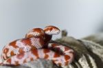 Red Corn Snake Stock Photo