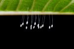 Eggs Of Green Lacewing Stock Photo