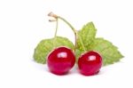 Tasty Red Currant Berries Stock Photo