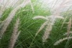 Grass Flower Background In Nature Stock Photo