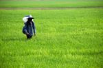 Farmer Spreading Fertilizer Stock Photo