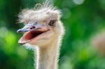 Ostrich Head Stock Photo