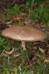 Large Mushroom Stock Photo