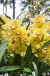 Beautiful Yellow Orchid Flower Blooming Stock Photo