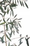 Olive Tree Branch Stock Photo