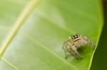 Spider On Green Leaf Stock Photo