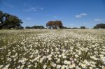 Spring Landscape In Alentejo Stock Photo