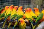 Sun Conure Stock Photo