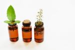 Holy Basil Essential Oil In A Glass Bottle With Fresh Holy Basil Stock Photo