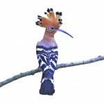 Eurasian Hoopoe Stock Photo