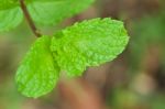 Fresh Mint Stock Photo