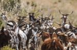 Herd Of Goats In A Pasture Stock Photo