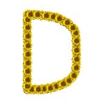 Isolated Sunflower Alphabet D Stock Photo