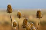 Frost Tipped Teasels (dipsacus) Stock Photo