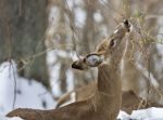 Beautiful Isolated Picture With A Wild Deer Eating Leaves In The Snowy Forest Stock Photo