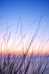 Back Light  Flower Grass Stock Photo